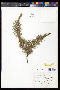 Larix laricina image