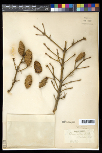 Picea glauca image