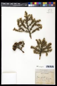 Picea mariana image