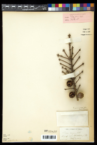 Picea mariana image