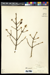 Picea mariana image