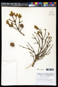Picea mariana image