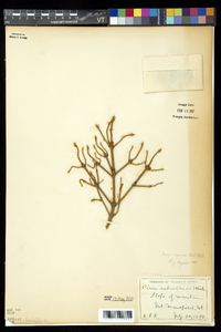 Picea mariana image