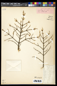 Picea mariana image