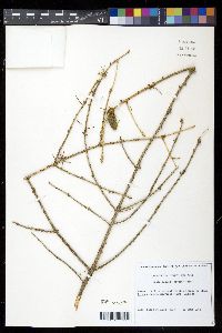 Picea glauca image