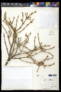 Picea glauca image