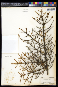 Picea rubens image