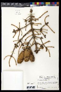 Picea sitchensis image