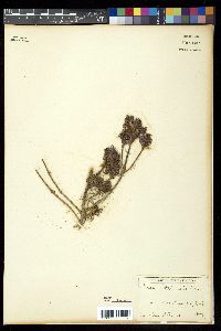 Picea sitchensis image