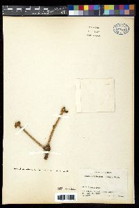 Picea sitchensis image