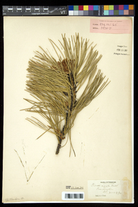 Pinus rigida image