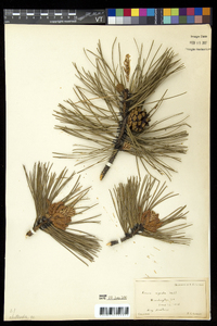 Pinus rigida image