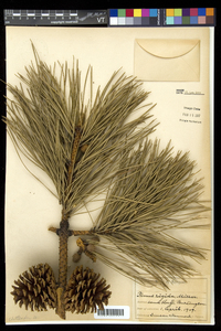 Pinus rigida image