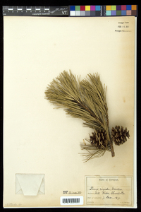 Pinus rigida image