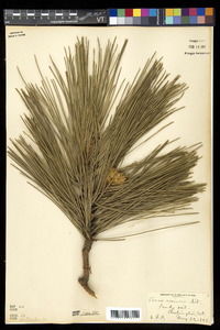 Pinus resinosa image