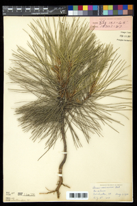 Pinus resinosa image