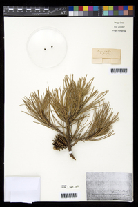 Pinus rigida image