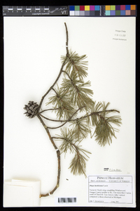 Pinus banksiana image