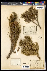 Pinus albicaulis image