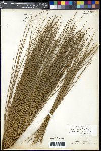 Pinus palustris image