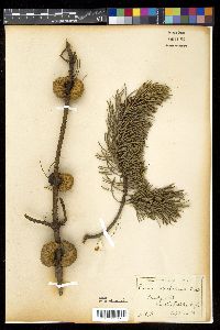 Pinus banksiana image