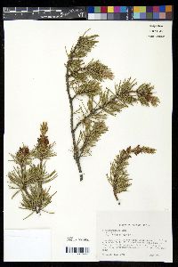 Pinus banksiana image