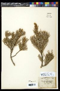 Pinus cembroides image