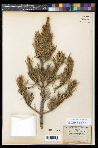 Pinus cembroides image