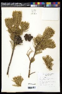 Pinus cembroides image