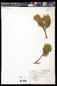 Pinus cembroides image