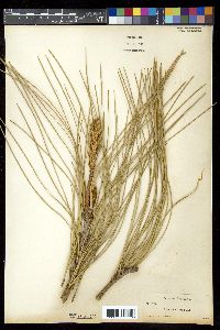 Pinus coulteri image
