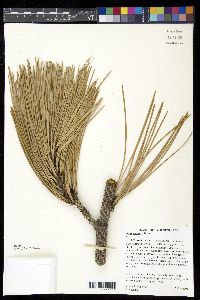 Pinus coulteri image