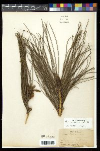 Pinus elliottii var. elliottii image