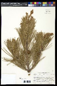 Pinus echinata image