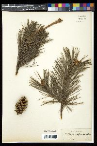 Pinus echinata image