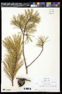 Pinus echinata image