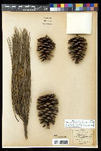 Pinus elliottii var. elliottii image