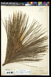 Pinus elliottii var. elliottii image