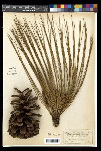 Pinus palustris image