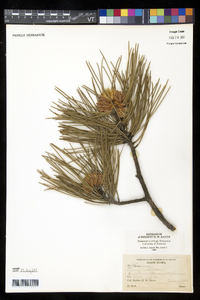 Pinus resinosa image