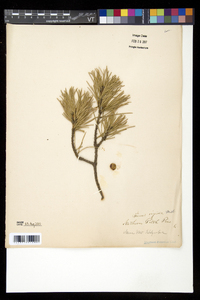 Pinus rigida image