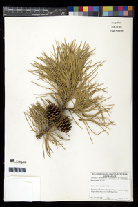 Pinus rigida image