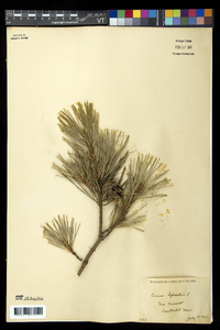 Pinus sylvestris image