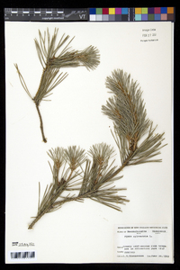 Pinus sylvestris image