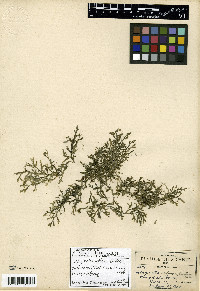Selaginella reflexa image