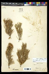 Pinus monophylla image