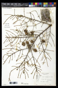 Tsuga canadensis image