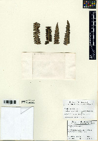 Media resource of Cibotium nealiae