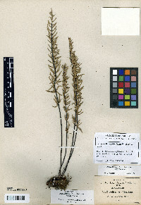 Pellaea villosa image