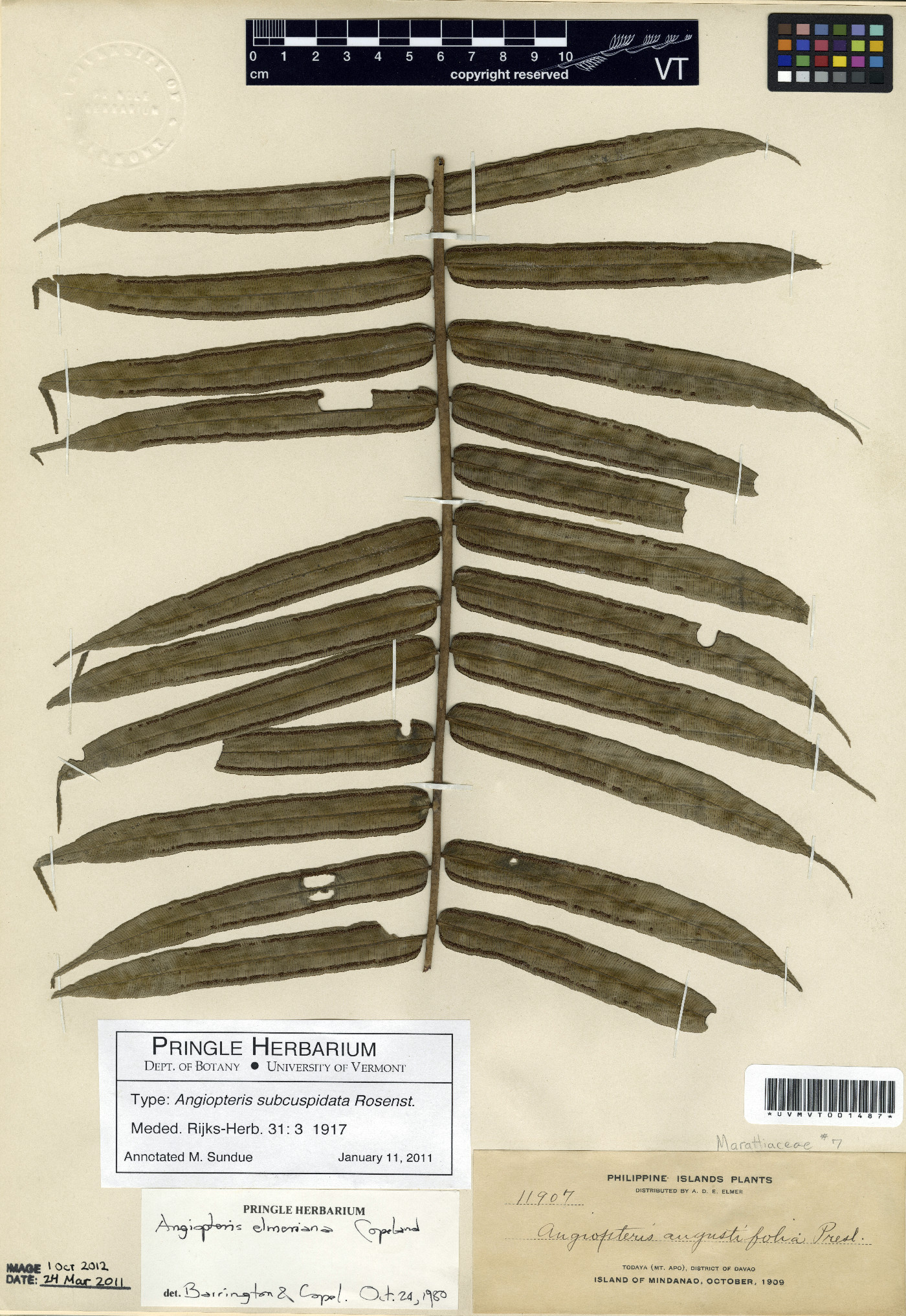 Angiopteris subcuspidata image